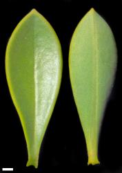 Veronica rupicola. Leaf surfaces, adaxial (left) and abaxial (right). Scale = 1 mm.
 Image: W.M. Malcolm © Te Papa CC-BY-NC 3.0 NZ